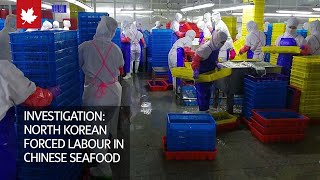 Investigation reveals North Korean forced labour in Chinese seafood plants