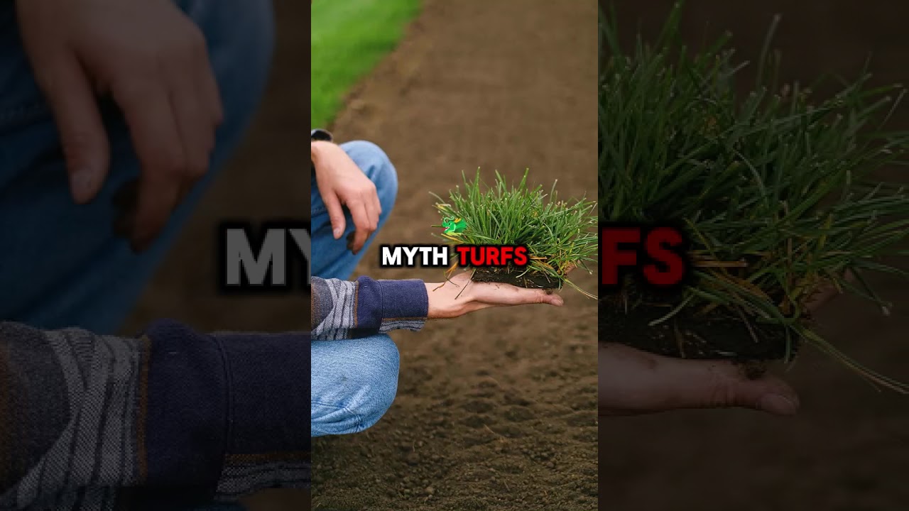 Don’t Fall for These Brisbane Lawn MYTHS! 🌱