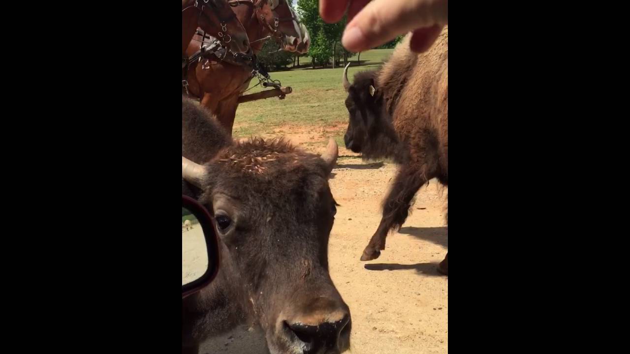 That Tongue!! Lazy 5 Ranch- Mooresville, NC