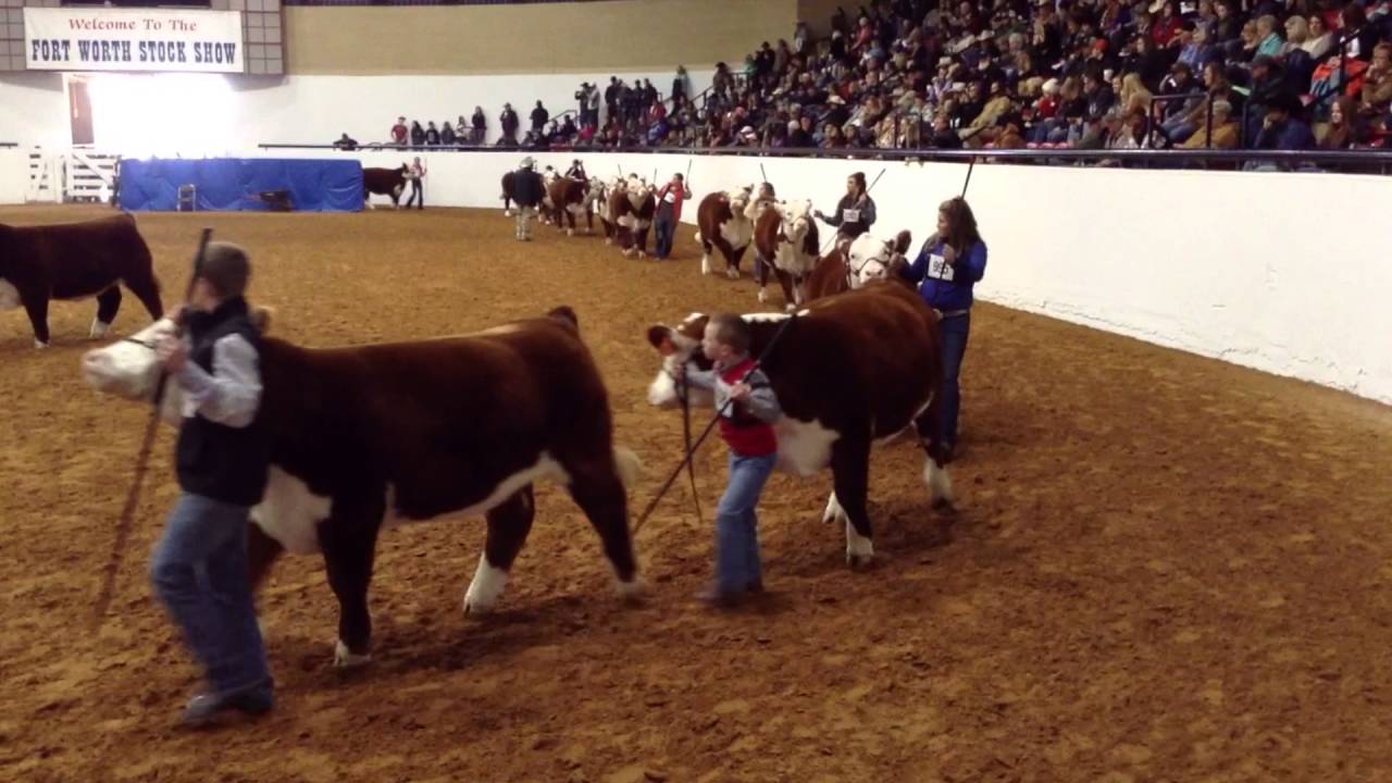 Steer Show