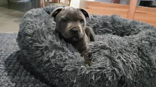 New Bed for Holly The Blue Staffy by Holly The Blue Staffy 1,405 views 2 years ago 18 seconds