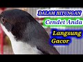 Dalam Hitungan Detik Cendet Anda Langsung Ikut Gacor Dan Emosi Pancingan Cendet Agar Gacor Emosi Mp3 - Mp4 Download