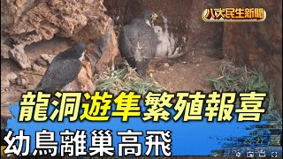 龍洞遊隼繁殖報喜 幼鳥離巢高飛 |【民生八方事】| 2022052201 @gtvnews27