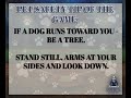 New York Dog Bite Lawyer Pet Safety Tip of the Month - June 2026