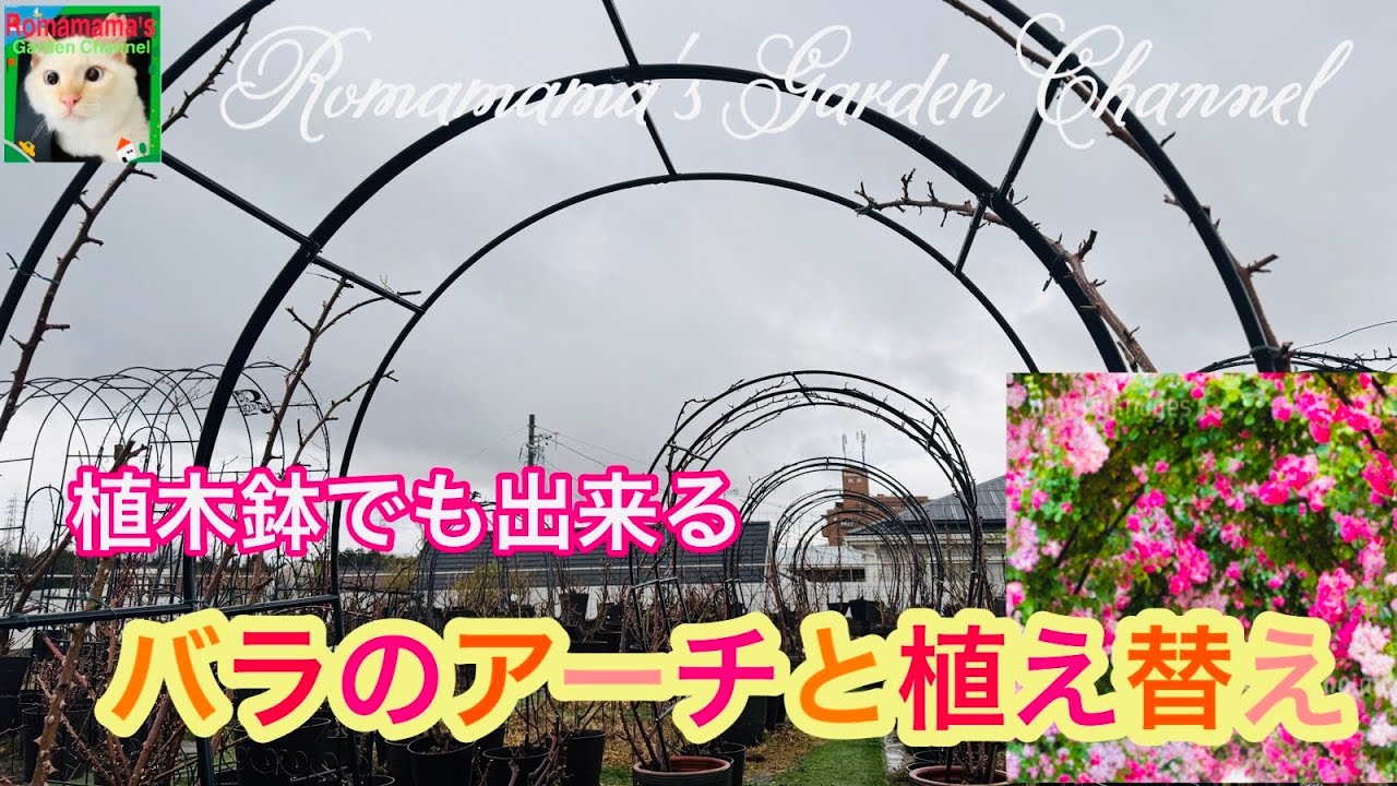 【ばらのアーチ】植木鉢でもバラのアーチは作れます。つるバラの植え替えやアーチの設置　#つるばら　#ばら栽培 