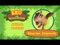 The Siberian Chipmunk | Stores food in its Cheeks?! | Leo the Wildlife Ranger | Fun Animal Facts