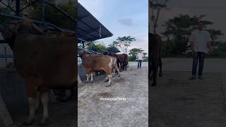 Sapi Qurban daerah Ngawi Madiun Magetan Sragen