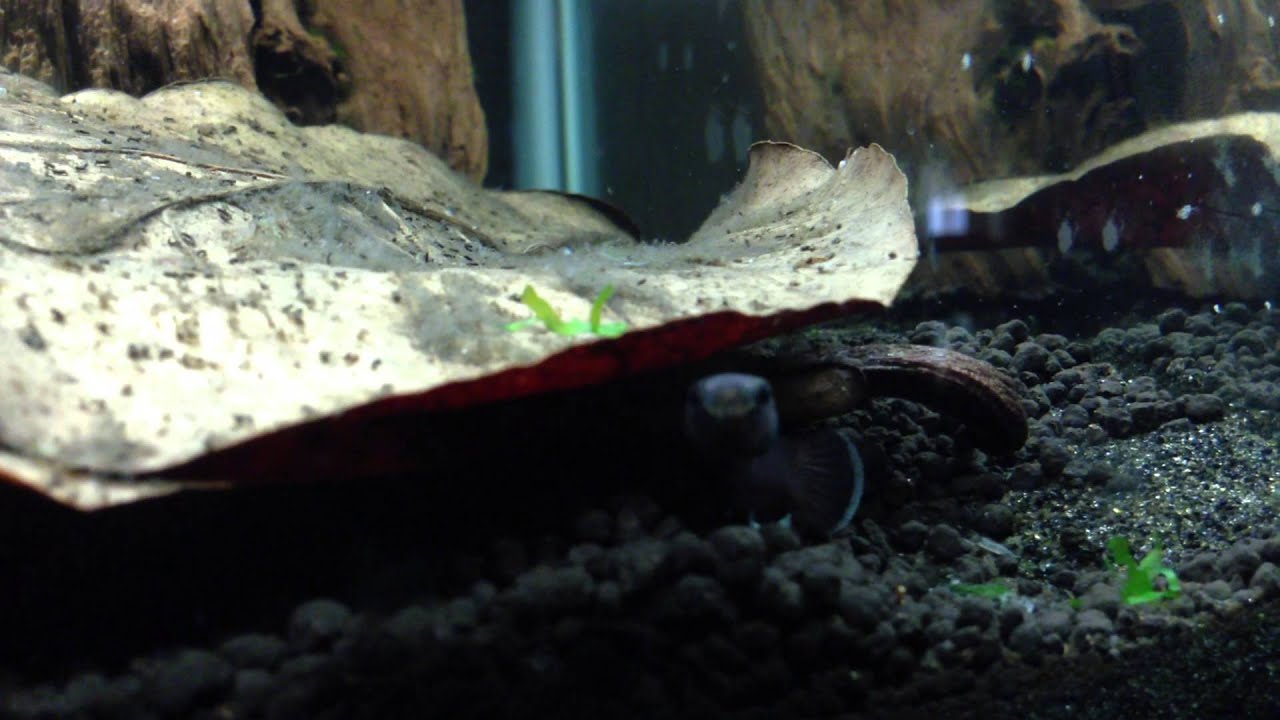 Betta Albimarginata Spit A Fry - YouTube