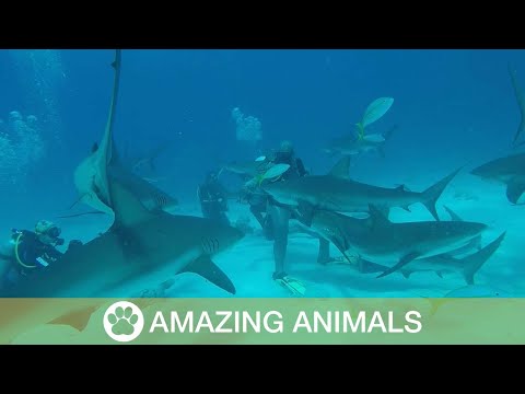Diver Gets Caught In Vortex Of Sharks - Diver Gets Caught In Vortex Of Sharks