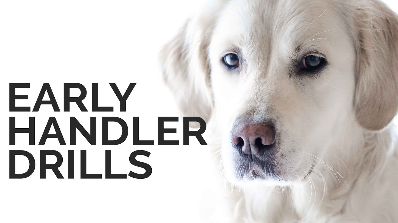 puppy paradise Early Handler Drills