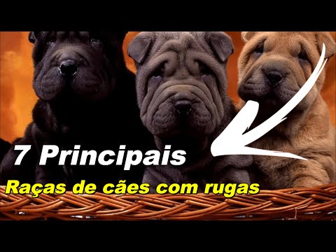 Vídeo: 25 Buldogues Enrugados Queremos Nos Amassar Imediatamente