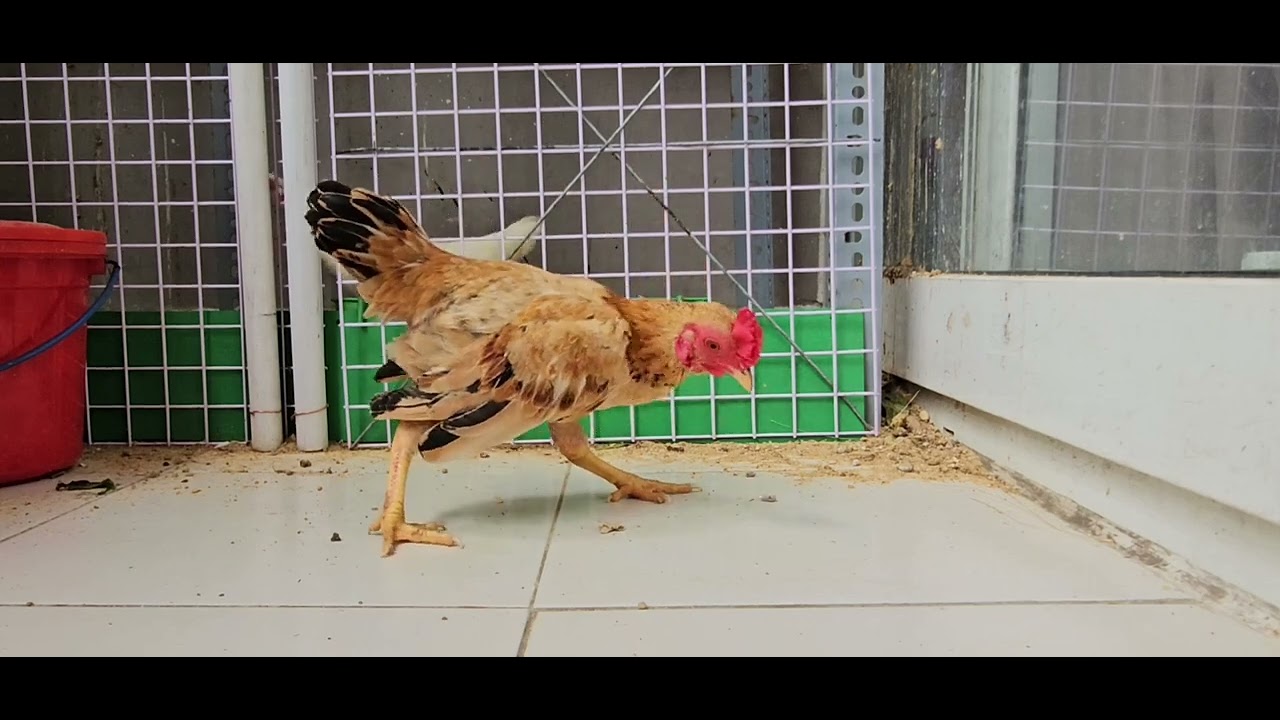 Tre bắc cộc mini: ghép cặp trống Vàng rơm và mái Nhạn#mientay #trebac