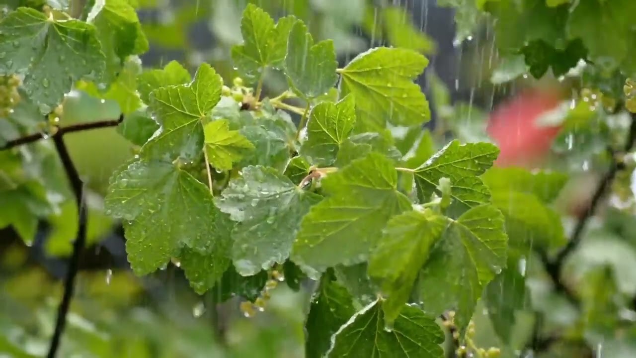 6-Minute Meditation With Nature ( Sound of birds singing with rain)