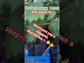 Вегетуючі саджанці вже у продажі поспішайте😊👍🍇