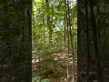 Woods with distance plane sounds