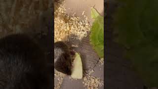 Mouse eating apple