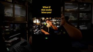 What if your new carpet python bites you?