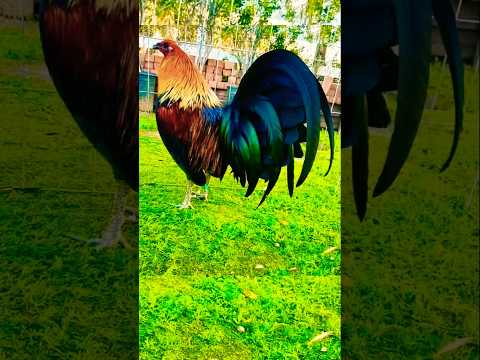 C Est Une Guerrière Redoutable Oh Racesdepoulets