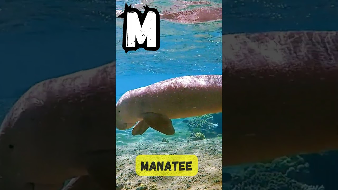 ABC Sea Animal Phonics Song | A to Z Ocean Creatures for Kids | Fun Learning Short 🌊 | UZR Learning