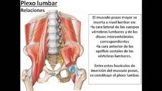 L3.2 | Lumbar and sacral plexuses | Anatomy 2 | FMed UBA