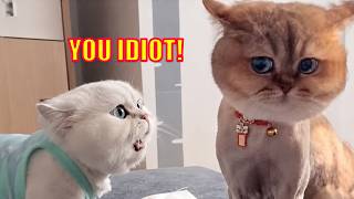 This Cat Won’t Stop Yapping 😭 Funny Talking Cat Argument