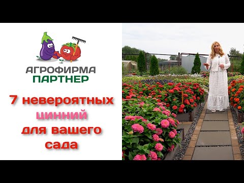 7 невероятных цинний для вашего сада