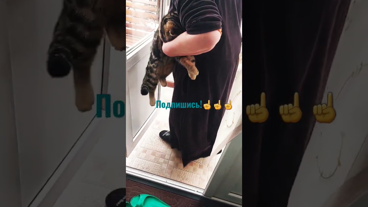 Бабушка поймала хулигана голыми руками! Пойман опасный преступник по кличке Барсик!😽😽😽