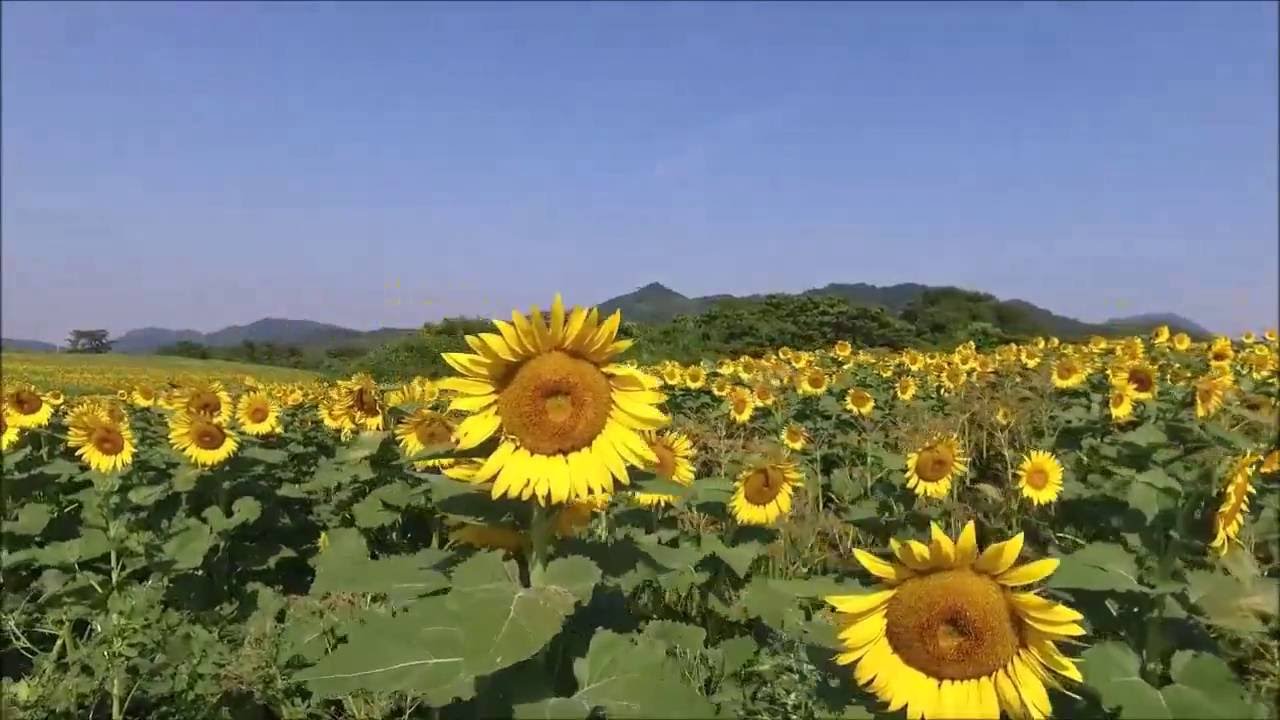 四国一のひまわり畑 中山ひまわり団地 香川県まんのう町 16 8 10 Youtube