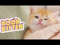 Poor Kitten Daily Ringworm Treatment | Lucky Pawison