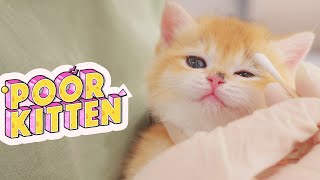 Poor Kitten Daily Ringworm Treatment | Lucky Pawison