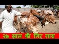 दुर्लभ २७ साल की गिर गाय I 27 Year old Gir cow at Shree Gir Gau Krushi Jatan Sansthan Gujarat