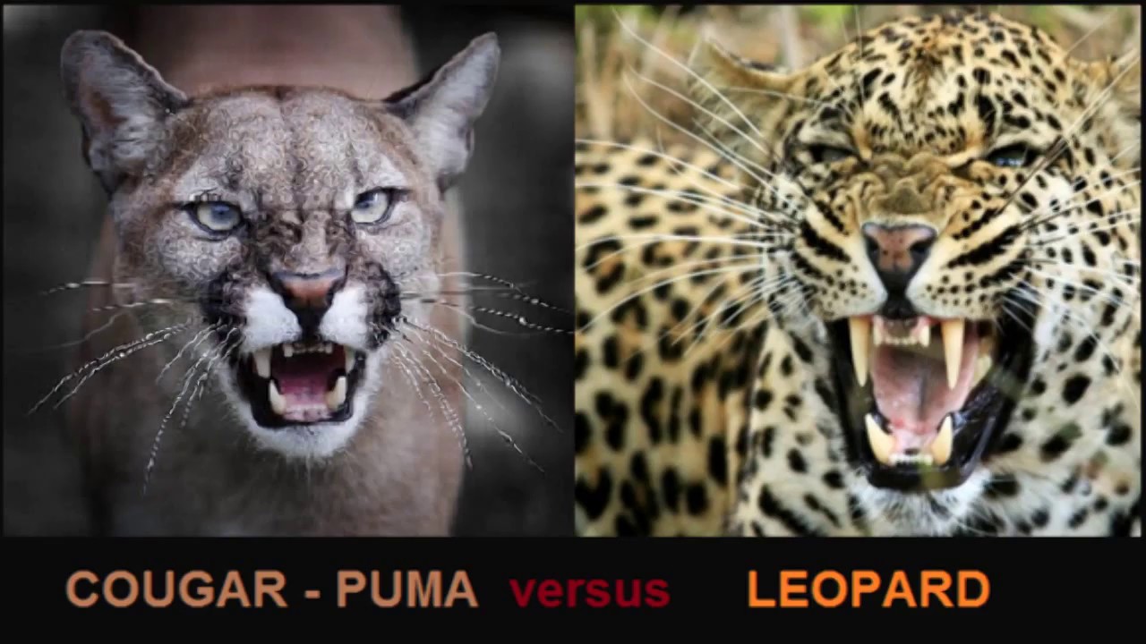 花豹與美洲獅身體對比comparisons Between Puma And Leopard Youtube