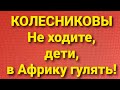 Семья Колесниковых/Новости из Дворца.