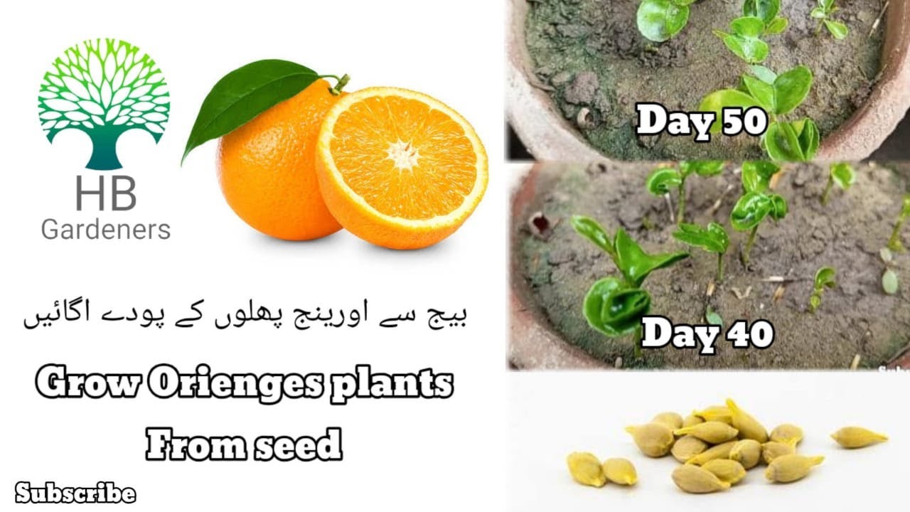How to Grow Orange plants from seed Grow in Pot HB Gardeners