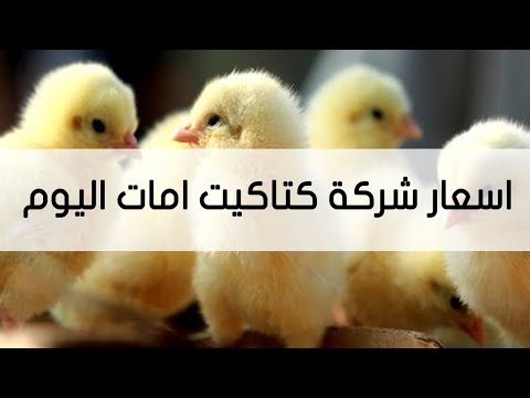 اسعار شركة كتاكيت امات 
