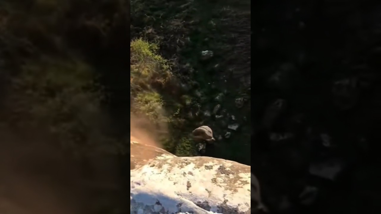 Watch the full transformation of Rajapushpa Provincia,thoughtfully designed for rental living#shorts