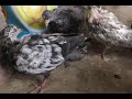 Как я решил проблему болезни голубят ! #pigeons#  Комплексное лечение голубей!