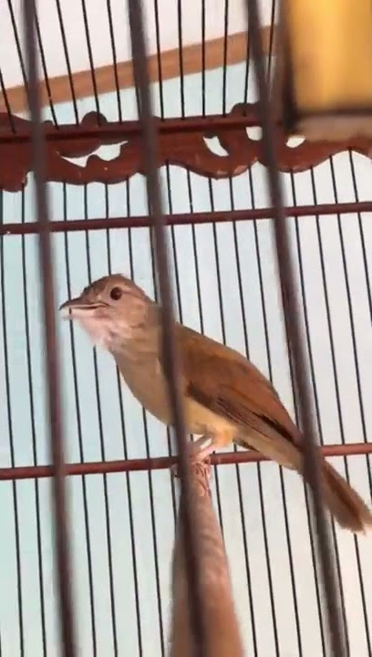 Kapas tembak betina nembak rapet