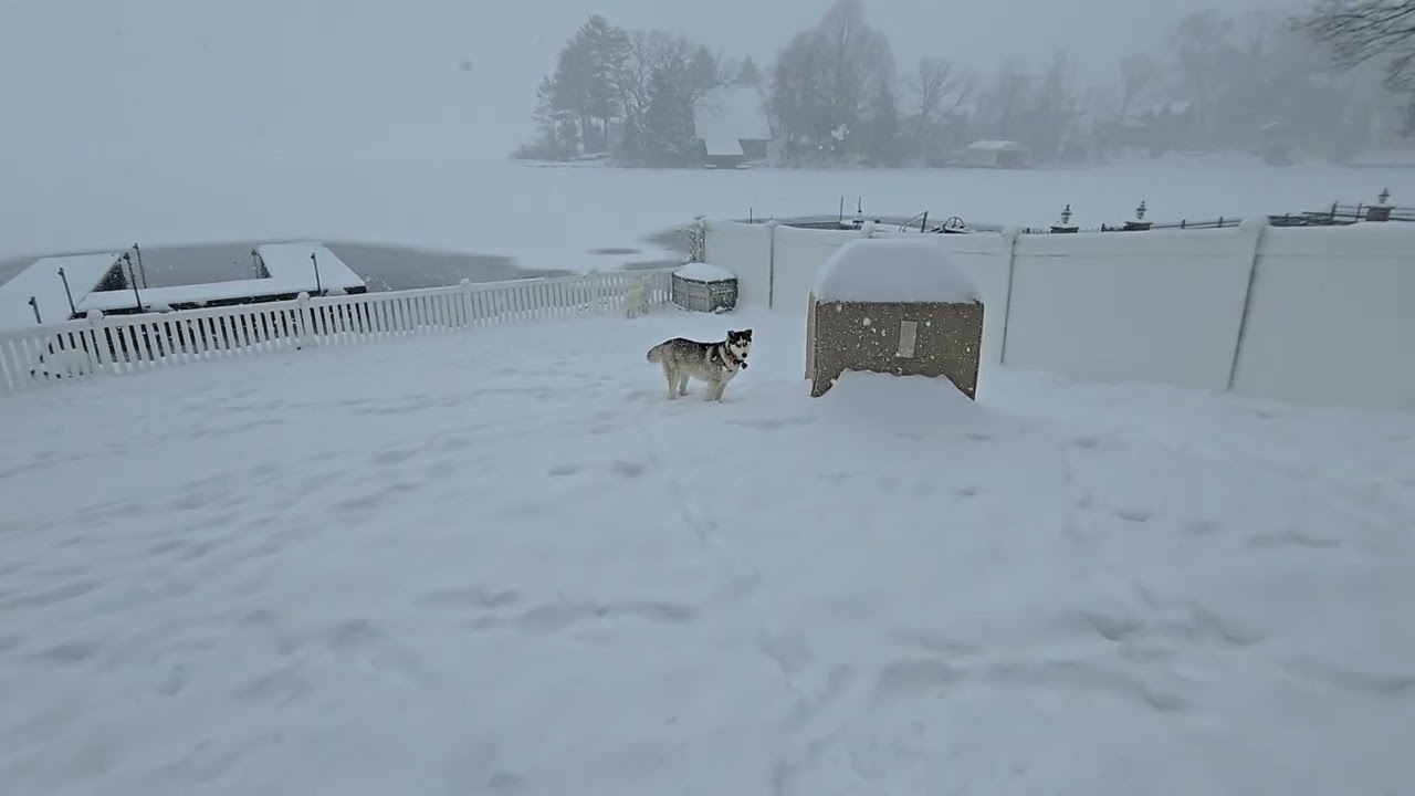 Husky play during snow storm 1/25/26 Aurora and Reign 