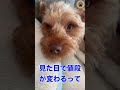 ペットショップで5万だった犬? #保護犬 #ヨークシャーテリア