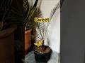 #mera parrot 🦜plant🏝️ per# khel rha ha😍#shorts #ytshorts #shortsfeed.