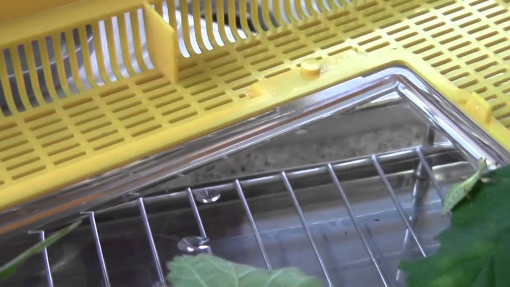 Phyllium philippinicum leaf insects