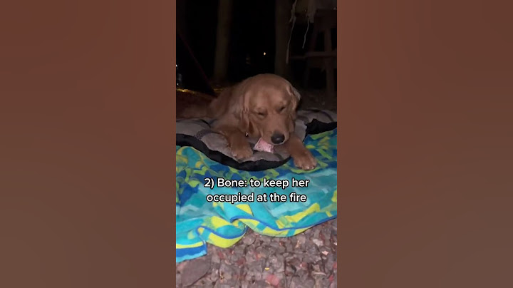 Some tips for camping with your dog that you may not have thought of!