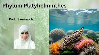 Phylum Platyhelminthes Kingdom Animalia Ch First Year Samina Ch Tutorial