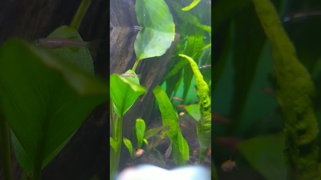 Ikan - YouTube
