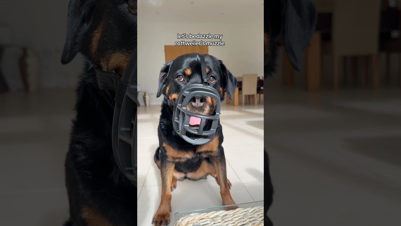 it looks SO pretty 🥹✨ ​⁠@nalatheneedyrottie #rottweiler #bedazzle #muzzle #dog #reactivedog