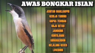 BURUNG CENDET GACOR MATERI FULL ISIAN MEWAH PALING AMPUH BUAT MASTERAN