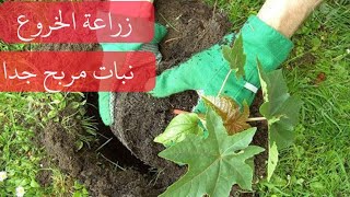 طريقة زراعة الخروع -  وفوائد لا تعرفوها عن زيت الخروع  Castor planting