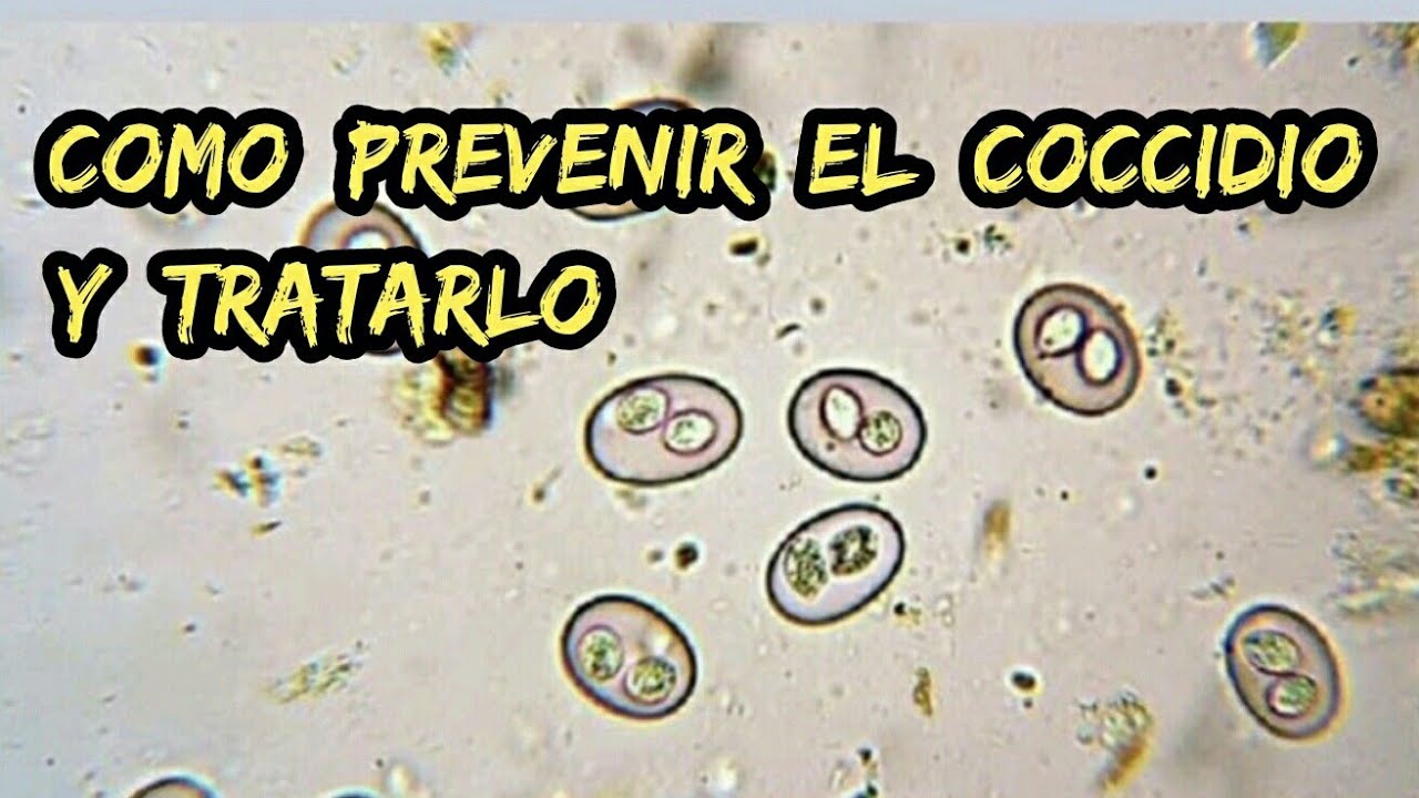 Como prevenir y tratar la COCCIDIOS  🦠 en tu Aviario.