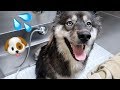 Kakoa Gets Her First Bath at the Dog Wash!